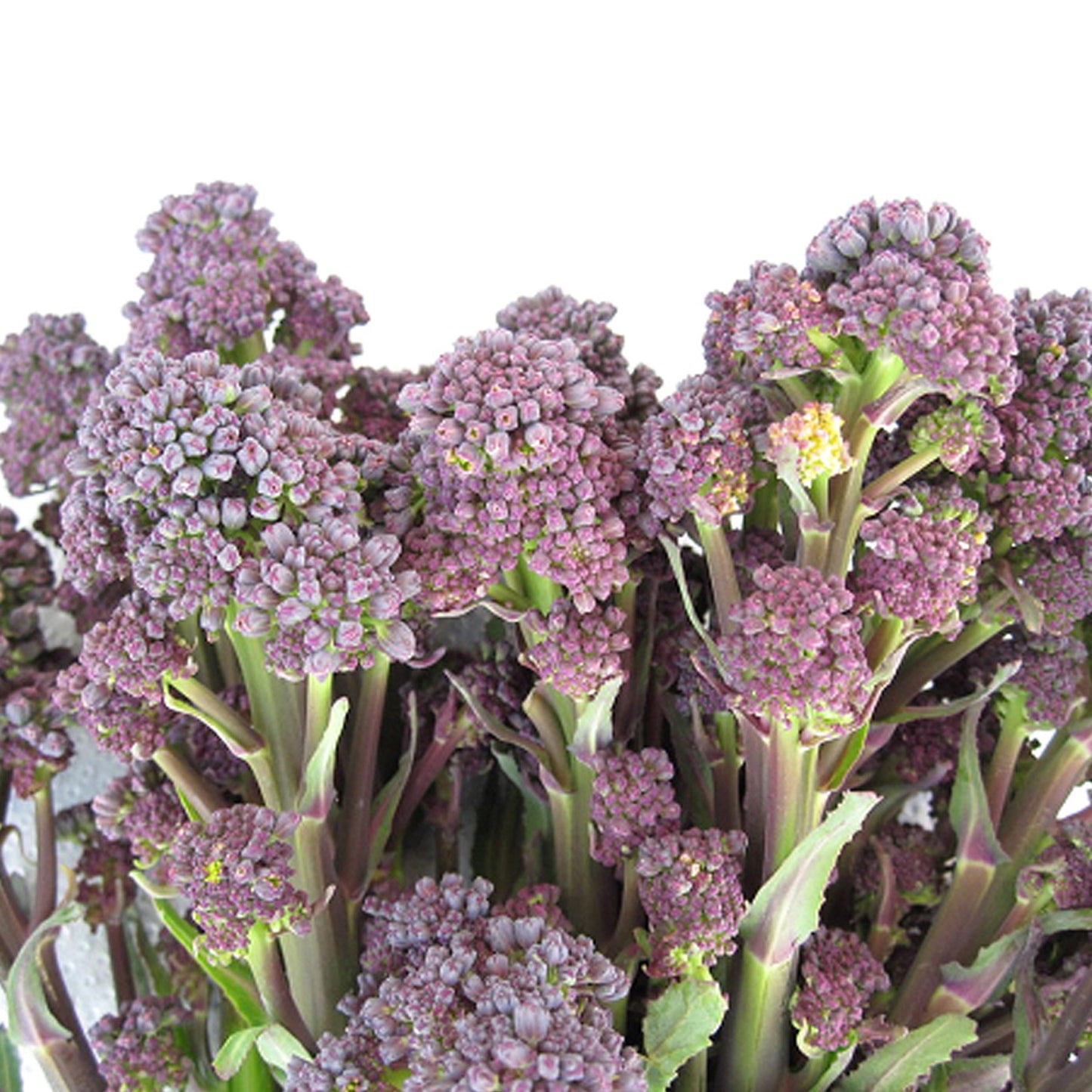 Grow Your Own Broccoli. Veg Growing Kit