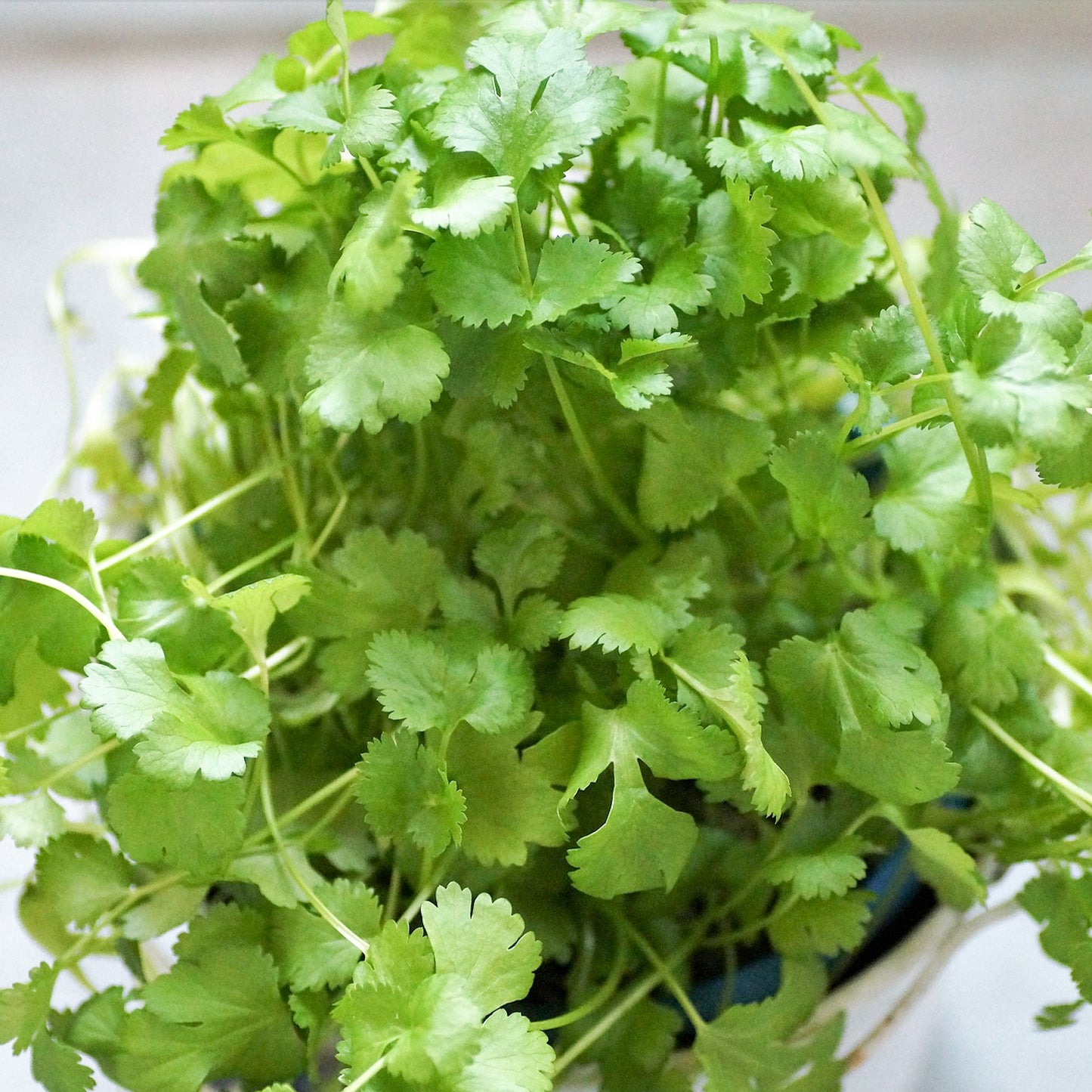 Grow Your Own Herbs. Coriander Growing Kit