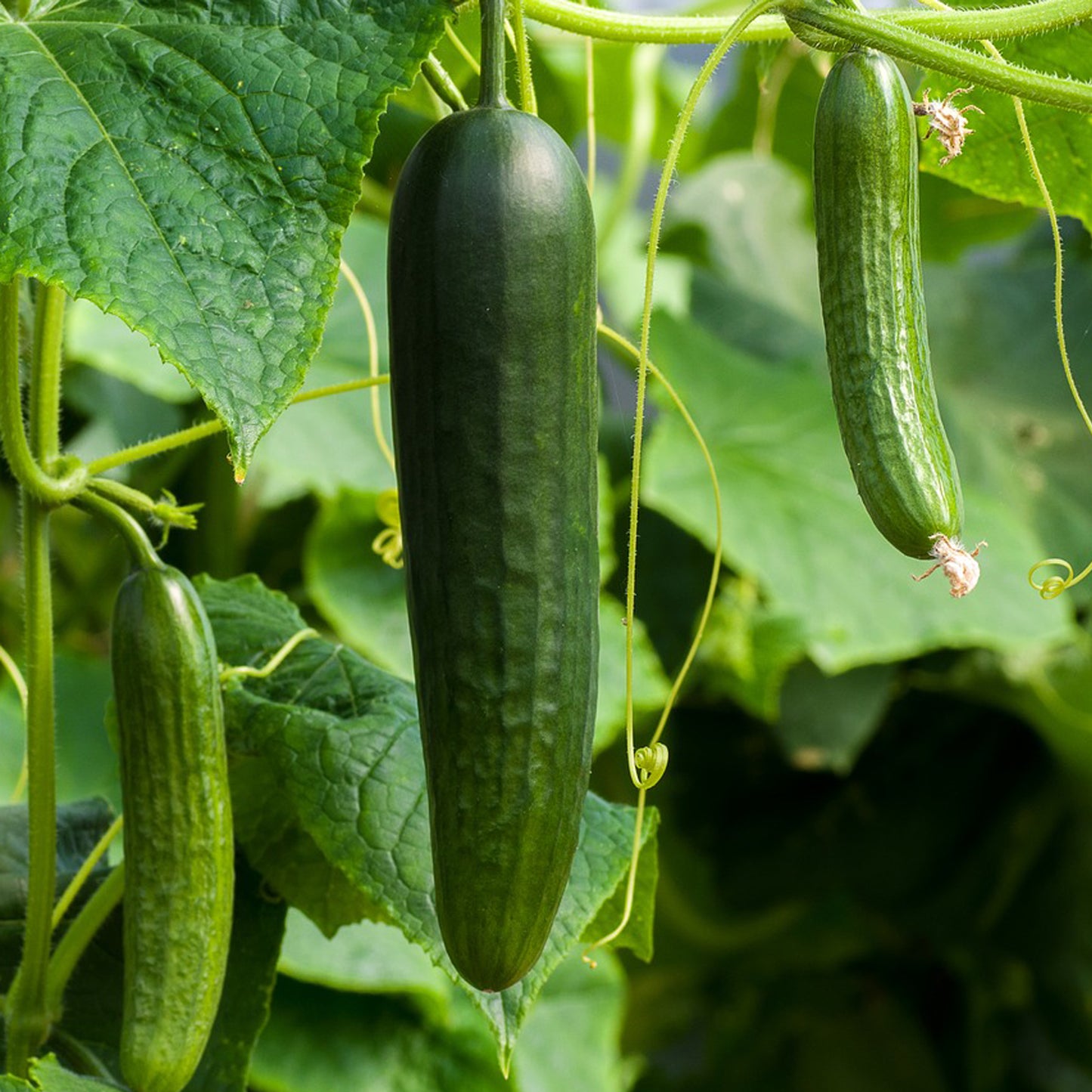 Grow Your Own Salad. Cucumber Growing Kit