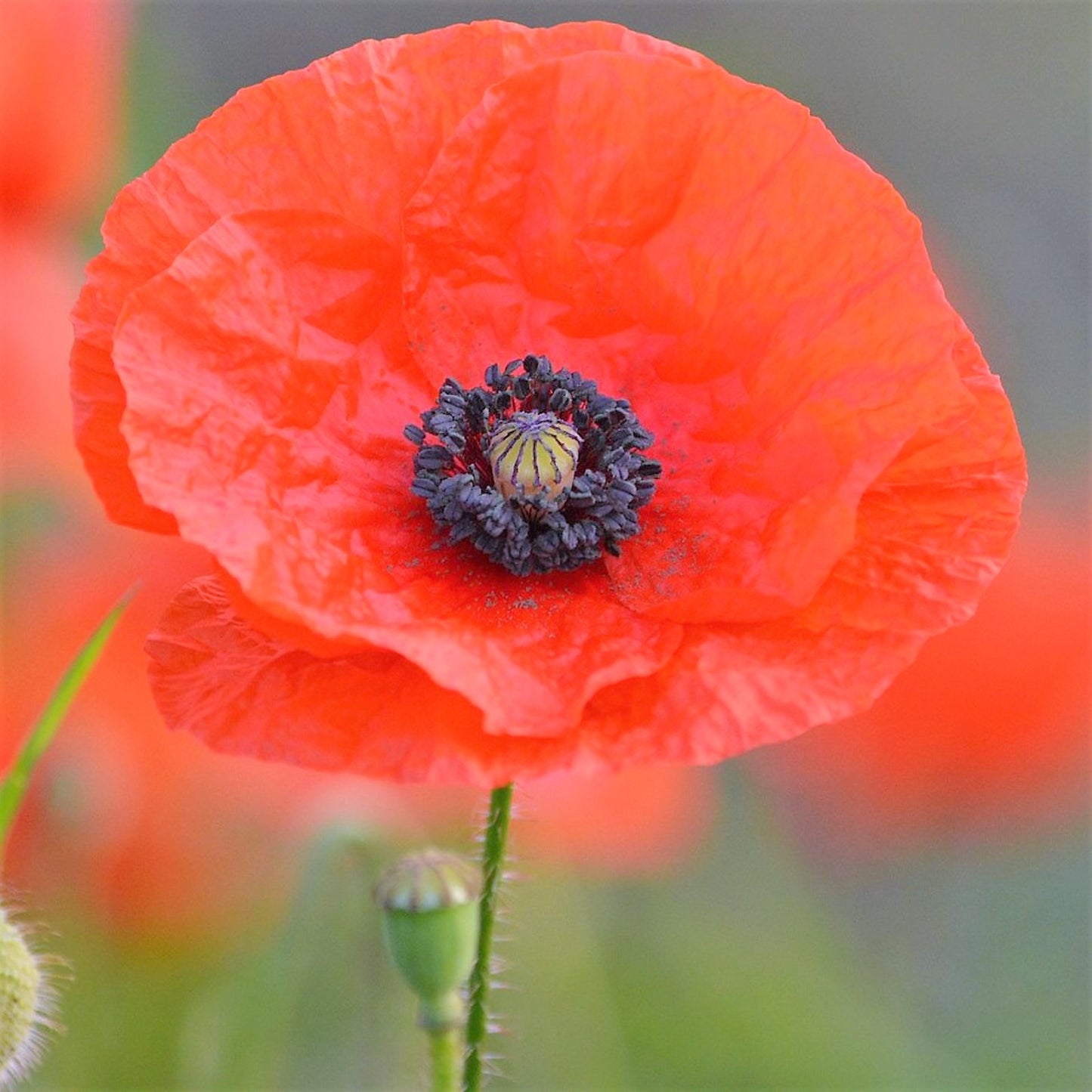 Grow Your Own Remembrance Poppies. Plant Growing Kit