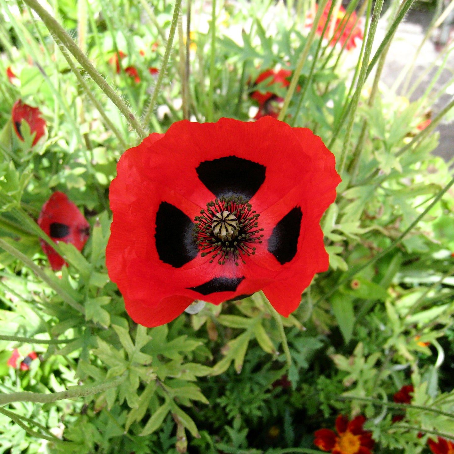 Grow Your Own Ladybird Poppy From Seeds