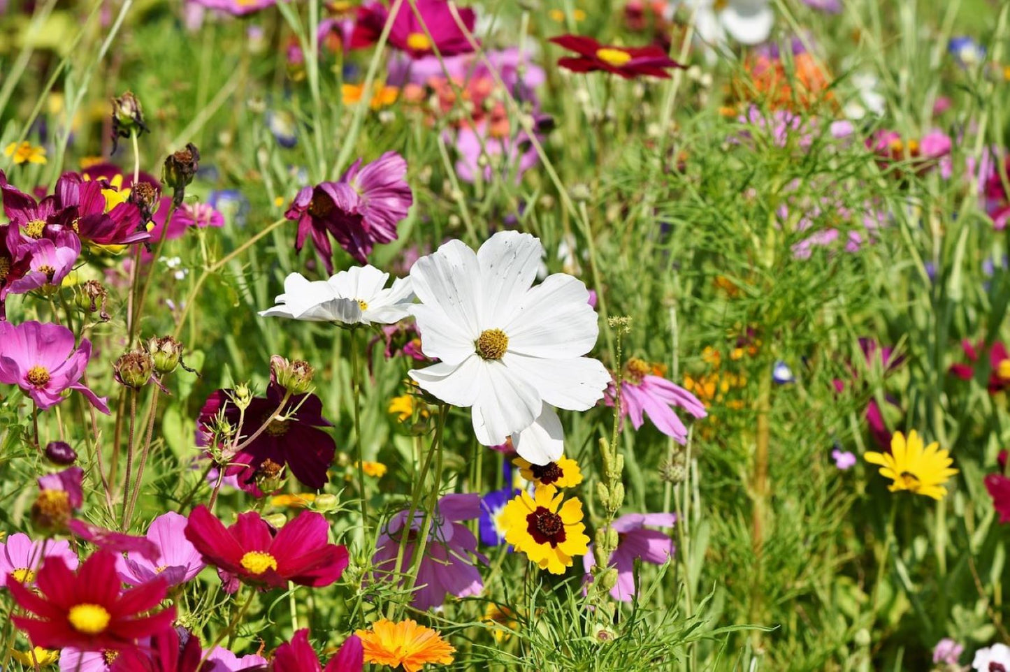 Grow Your Own Wildflowers From Seeds