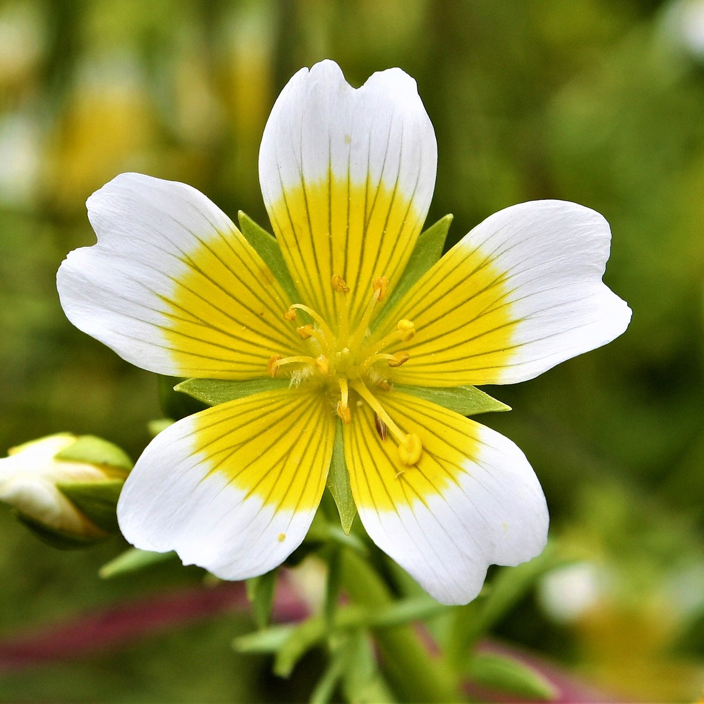 Grow Your Own Poached Egg Plant Growing Kit