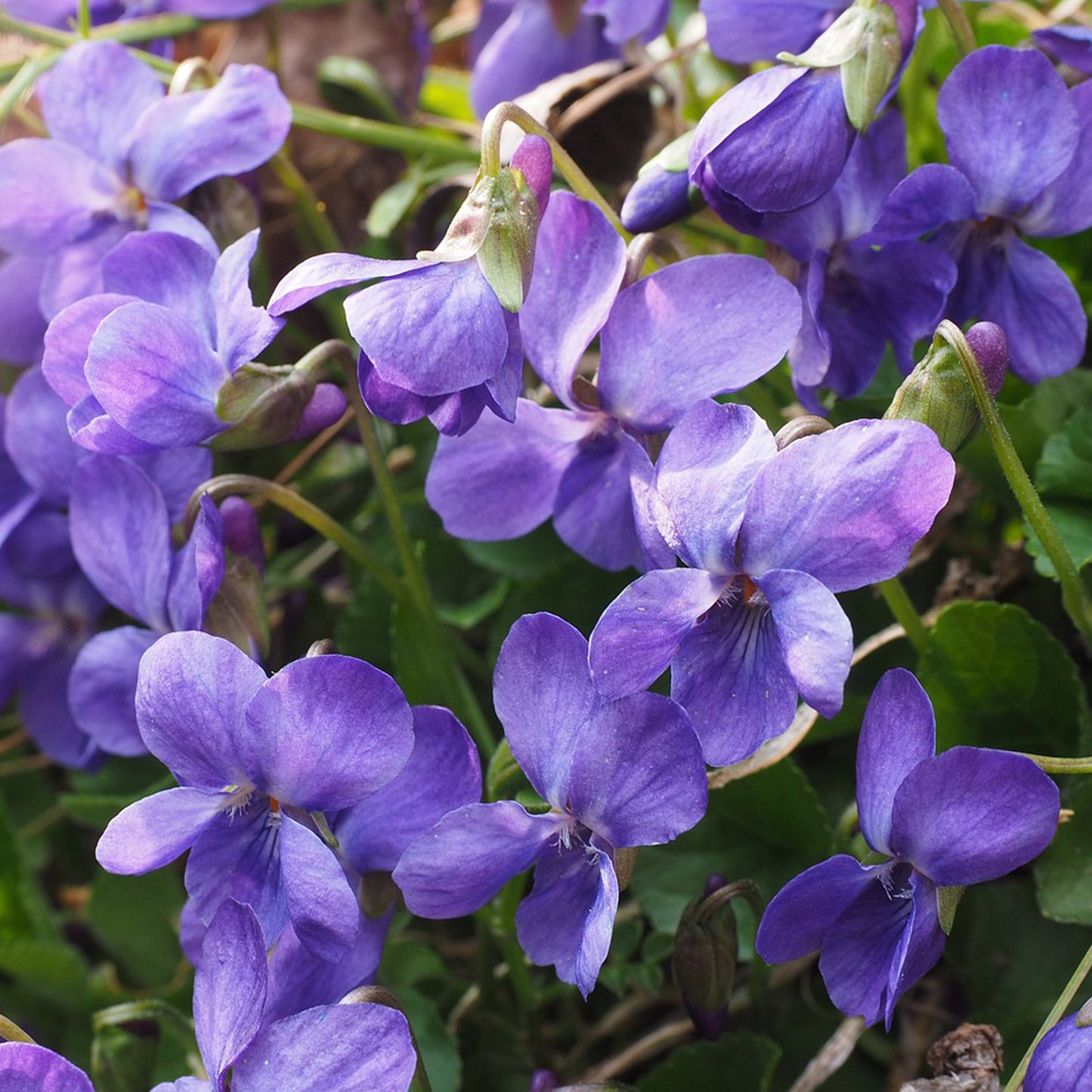February Birth Flower Growing Kit From Seeds