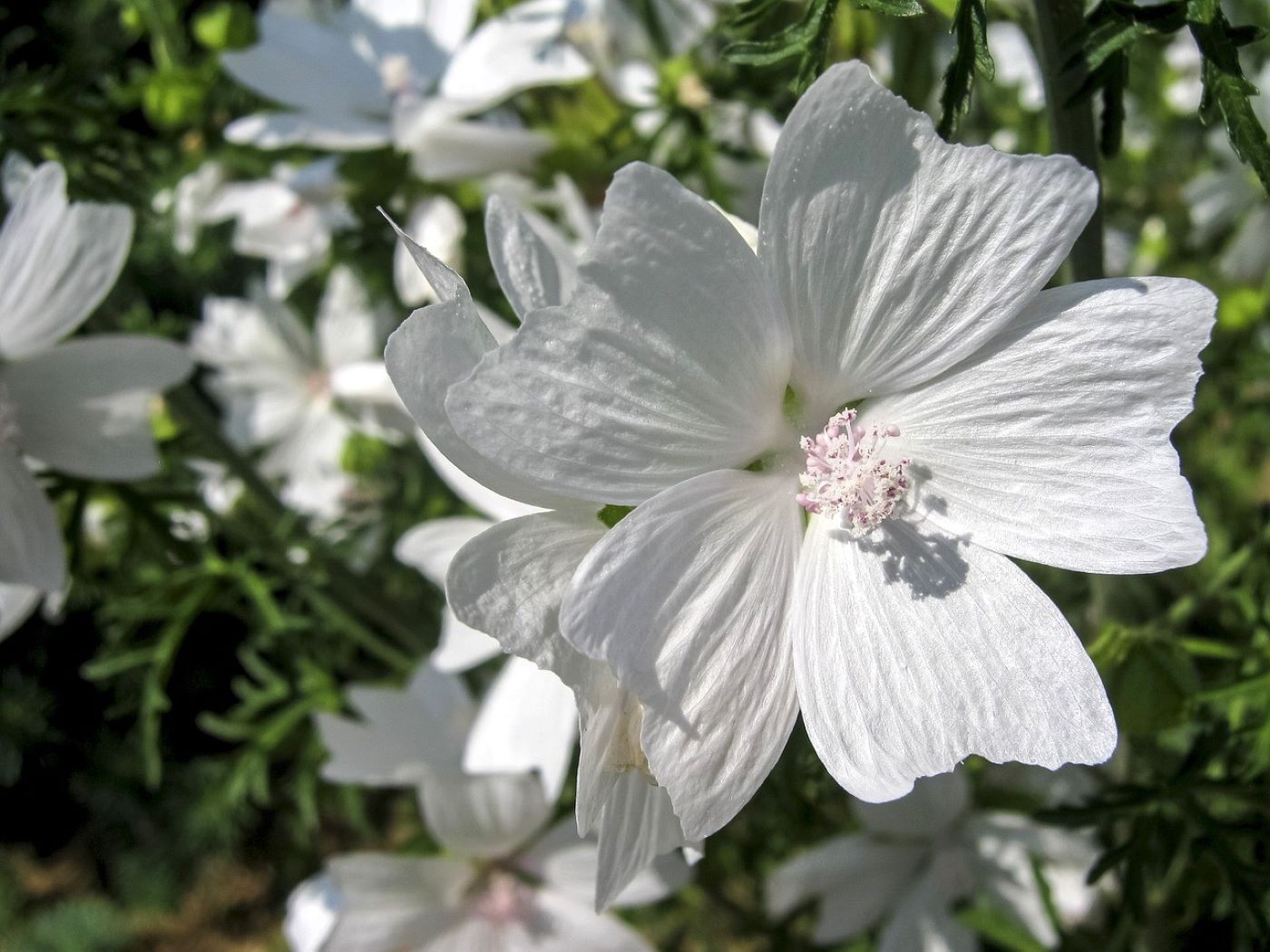 Grow Your Own White Musk From Seeds