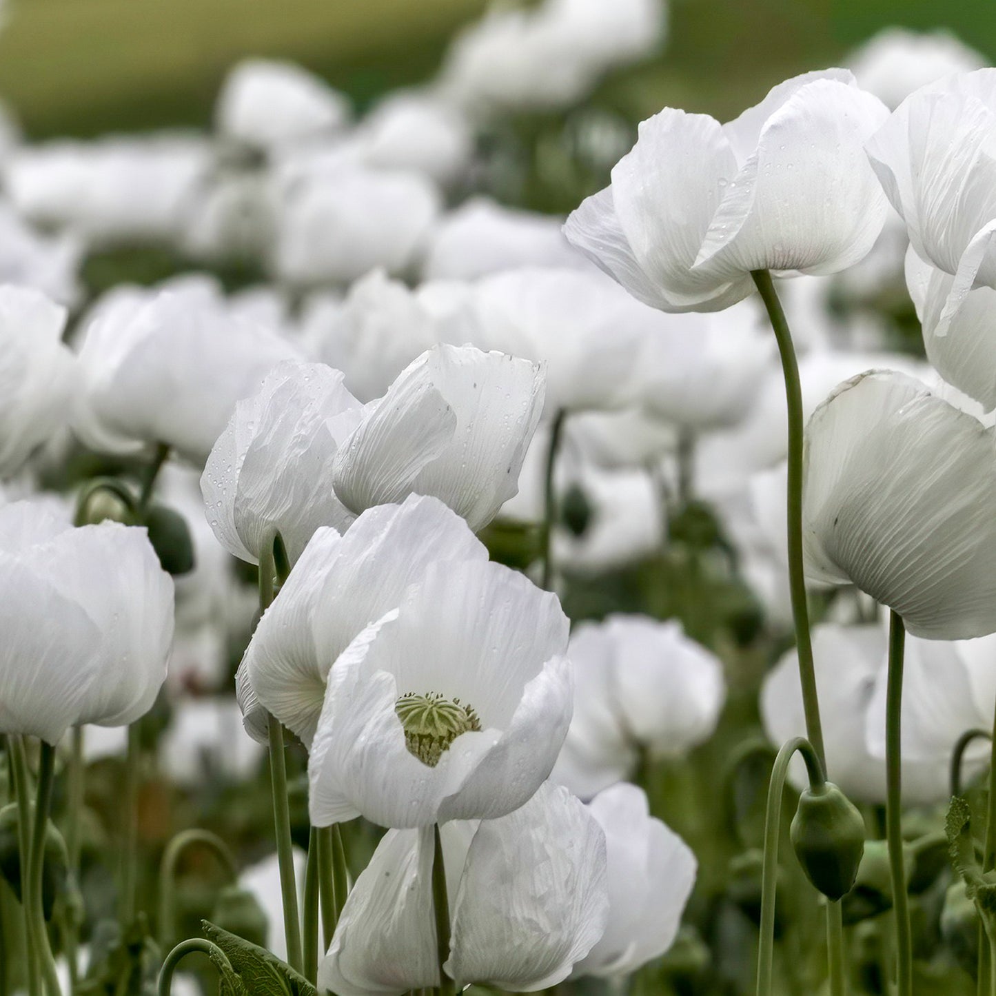 Grow Your Own Ivory Castle Poppies From Seeds