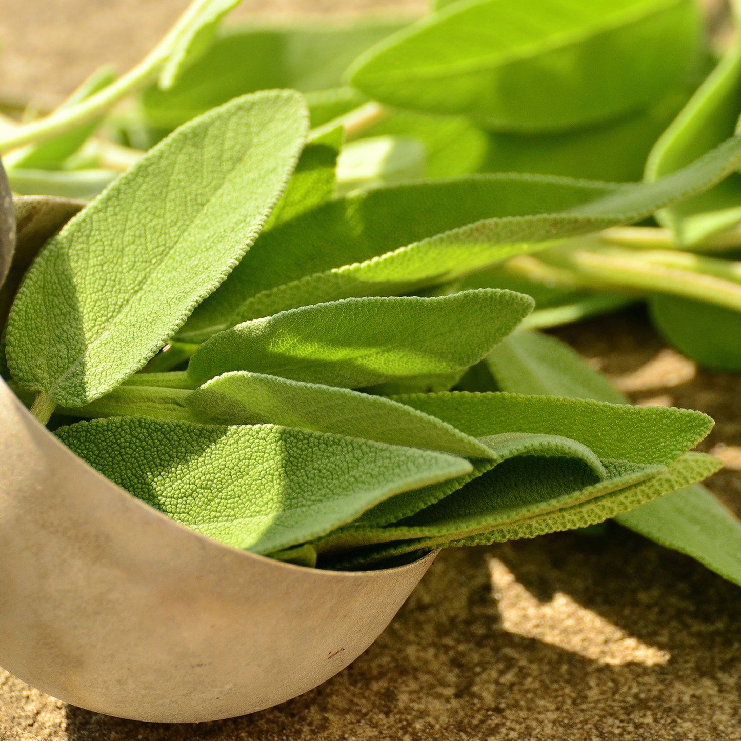 Grow Your Own Herbs. Sage Growing Kit