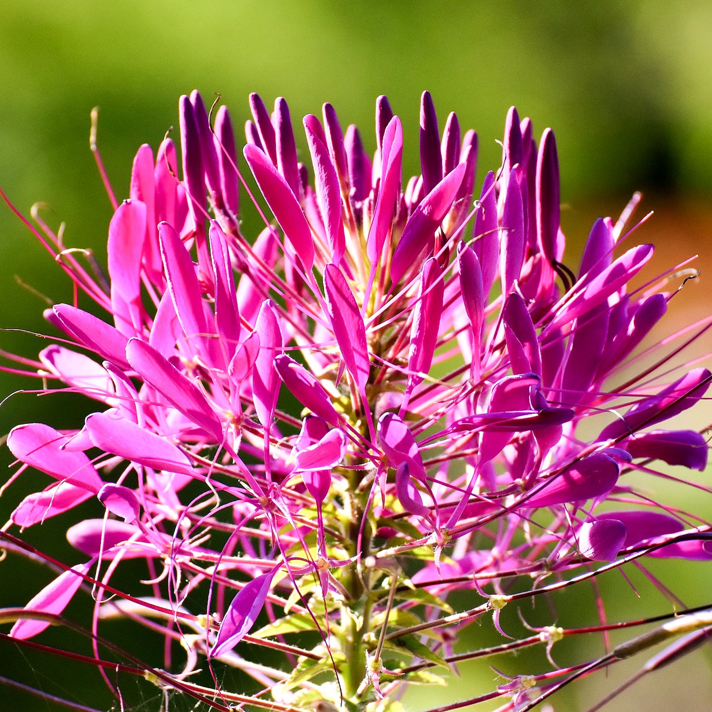 Grow Your Own Spider Flowers From Seeds