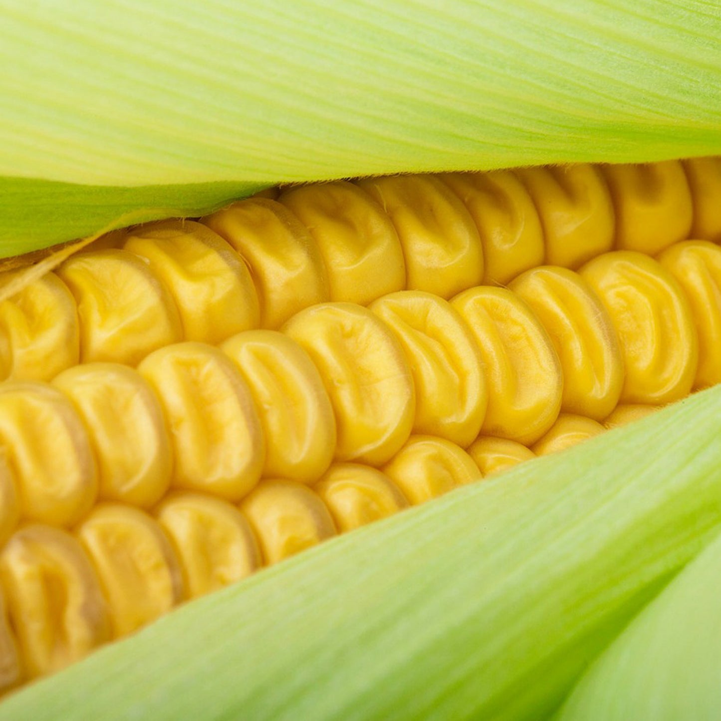 Grow Your Own Sweetcorn. Veg Growing Kit.