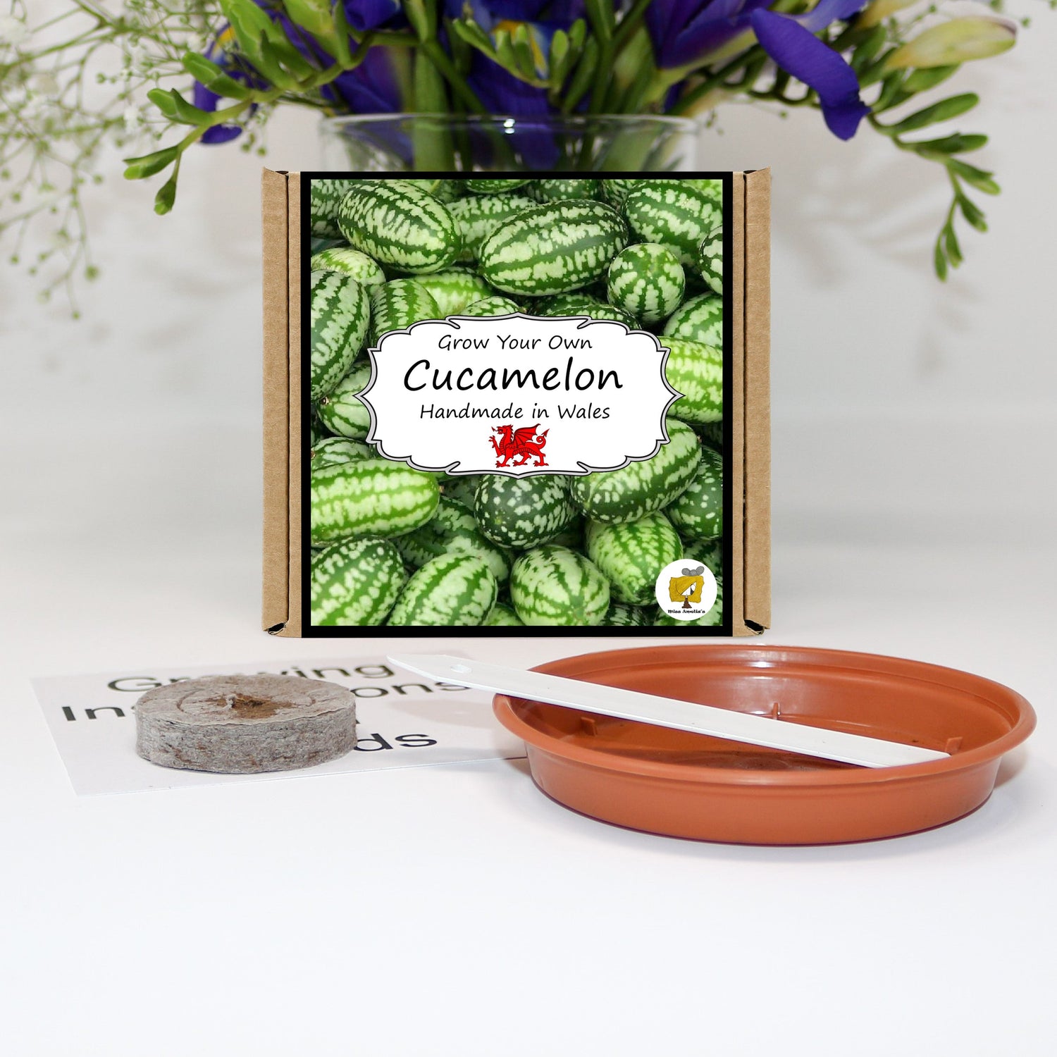 Grow Your Own Plant Kits