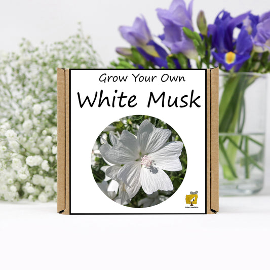 Grow Your Own White Musk From Seeds