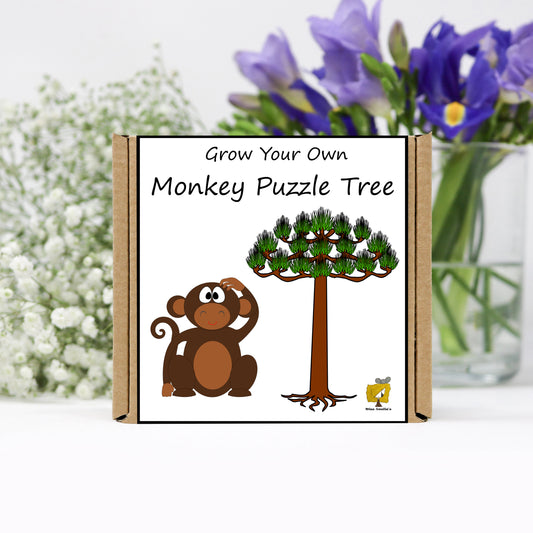 Grow Your Own Monkey Puzzle Tree From Seeds