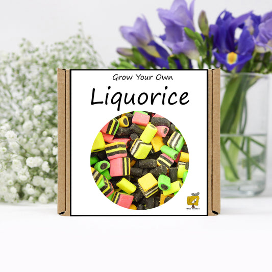Grow Your Own Liquorice From Seeds