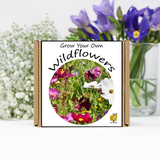 Grow Your Own Wildflowers From Seeds