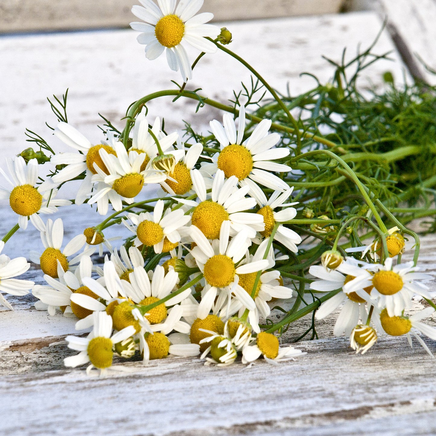 Grow Your Own Chamomile Tea From Seeds