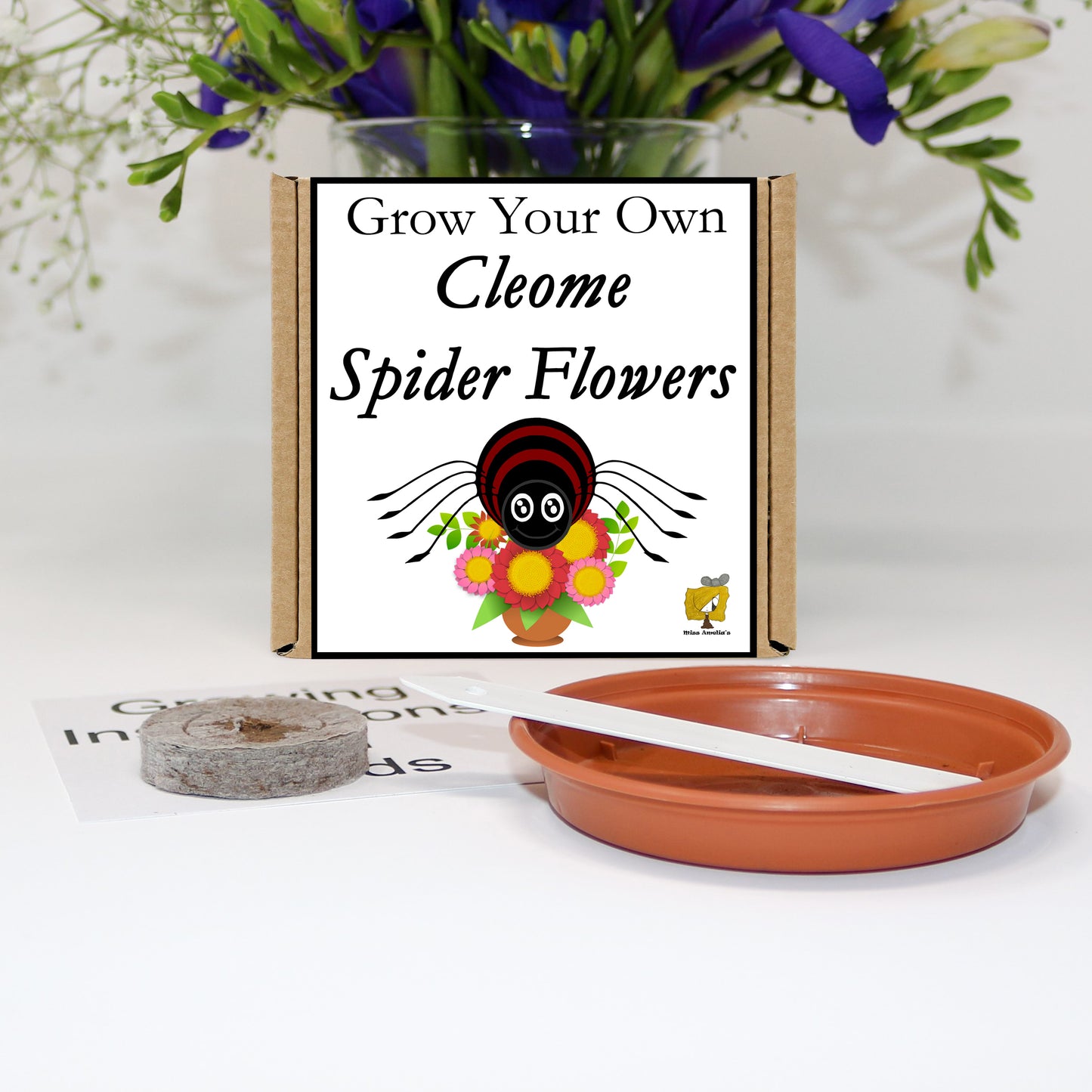 Grow Your Own Spider Flowers From Seeds