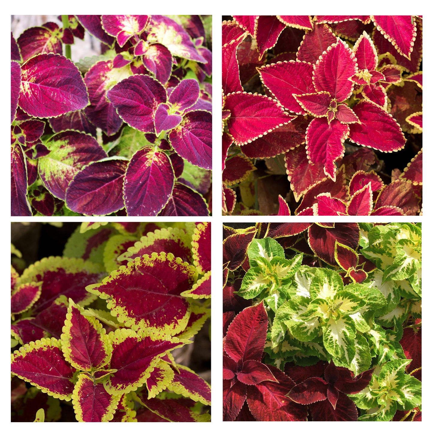 Grow Your Own Wizard Coleus From Seeds
