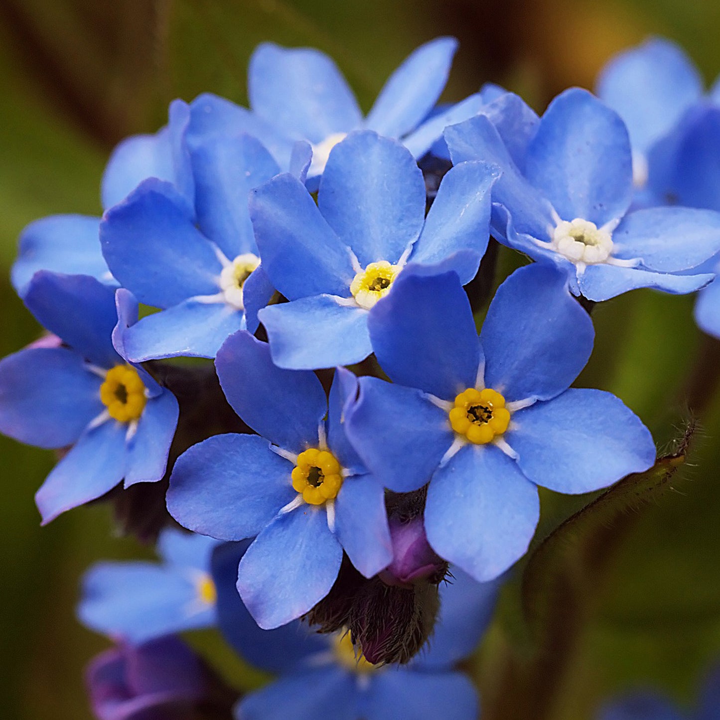 Grow Your Own Forget Me Not. Plant Growing Kit