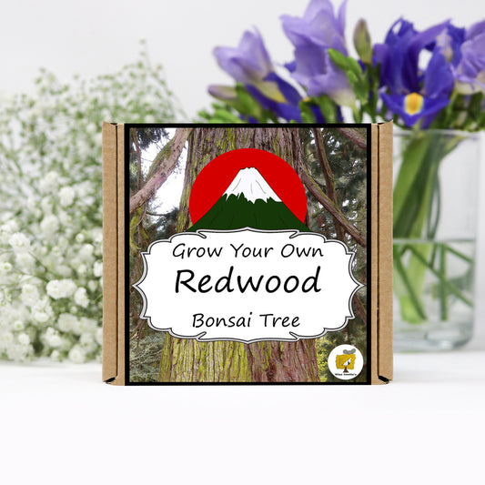 Grow Your Own Redwood Bonsai Tree Growing Kit