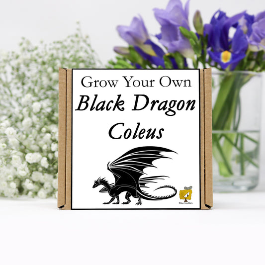 Grow Your Own Black Dragon Coleus From Seeds