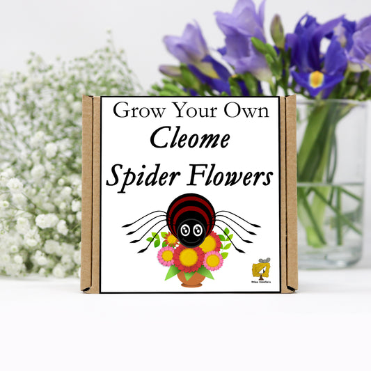 Grow Your Own Spider Flowers From Seeds