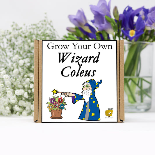 Grow Your Own Wizard Coleus From Seeds