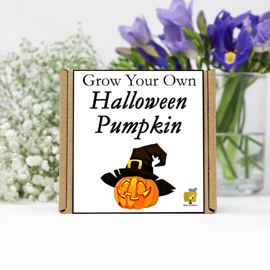 Grow Your Own Halloween Pumpkin From Seeds