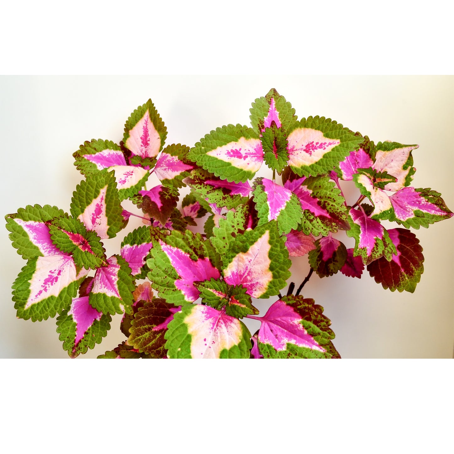 Grow Your Own Rainbow Coleus From Seeds