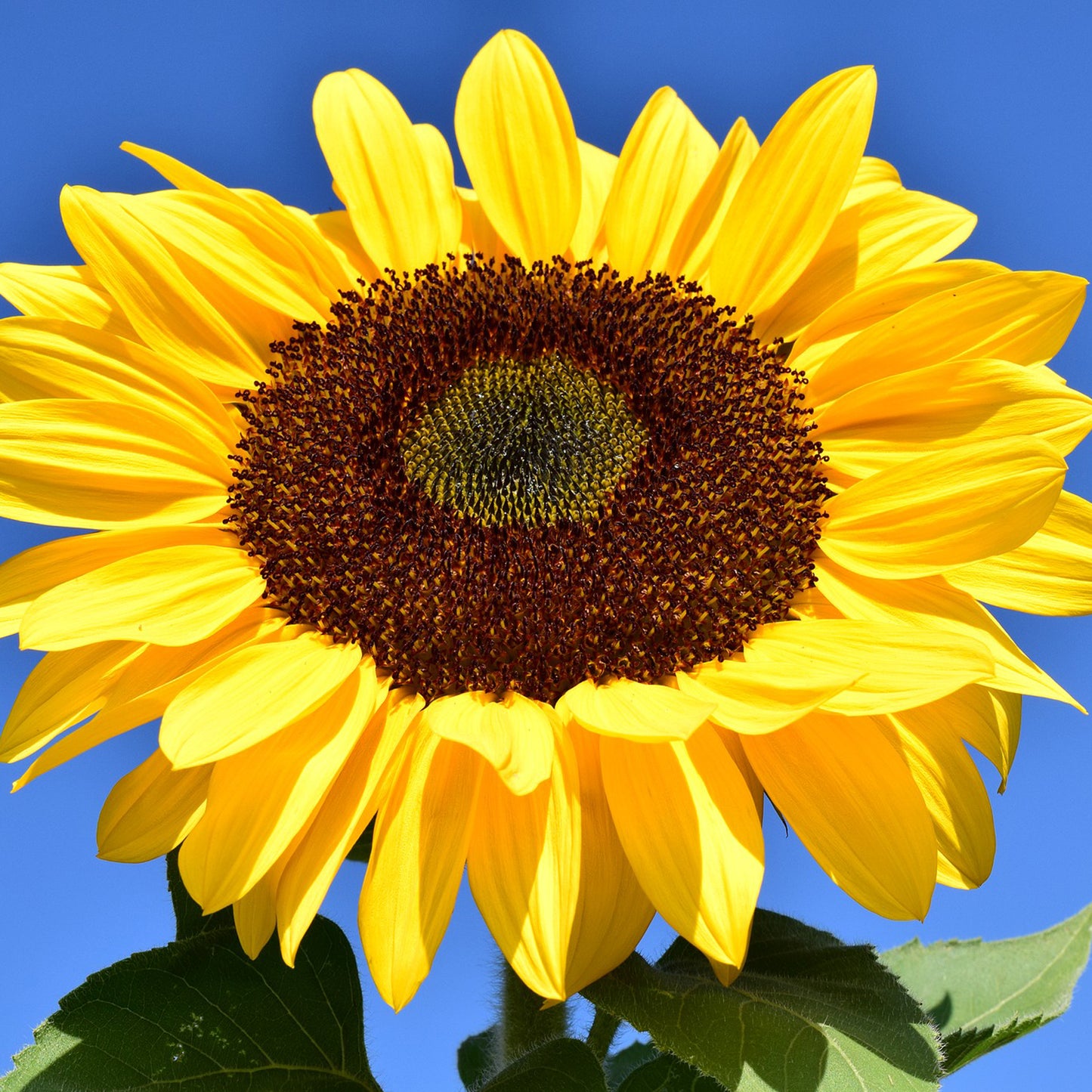 Grow Your Own Giant Sunflowers From Seeds