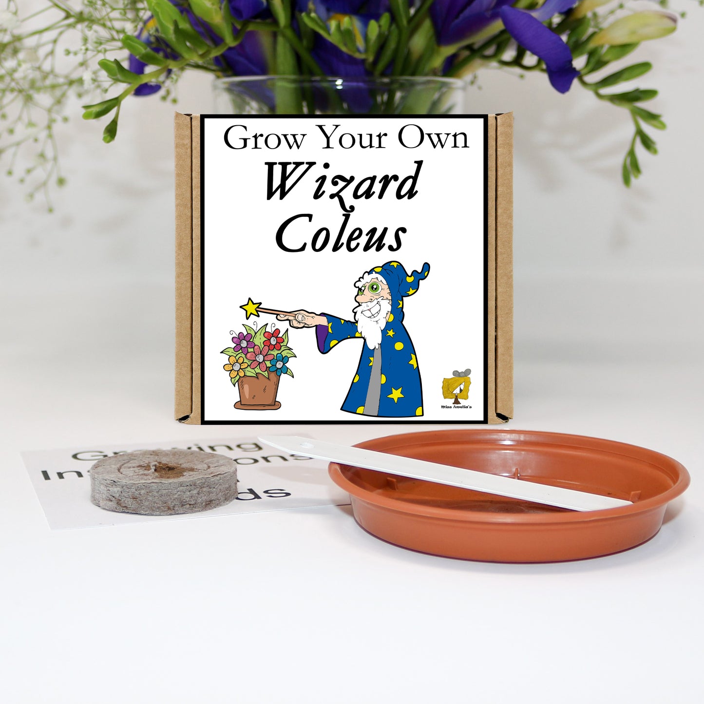 Grow Your Own Wizard Coleus From Seeds