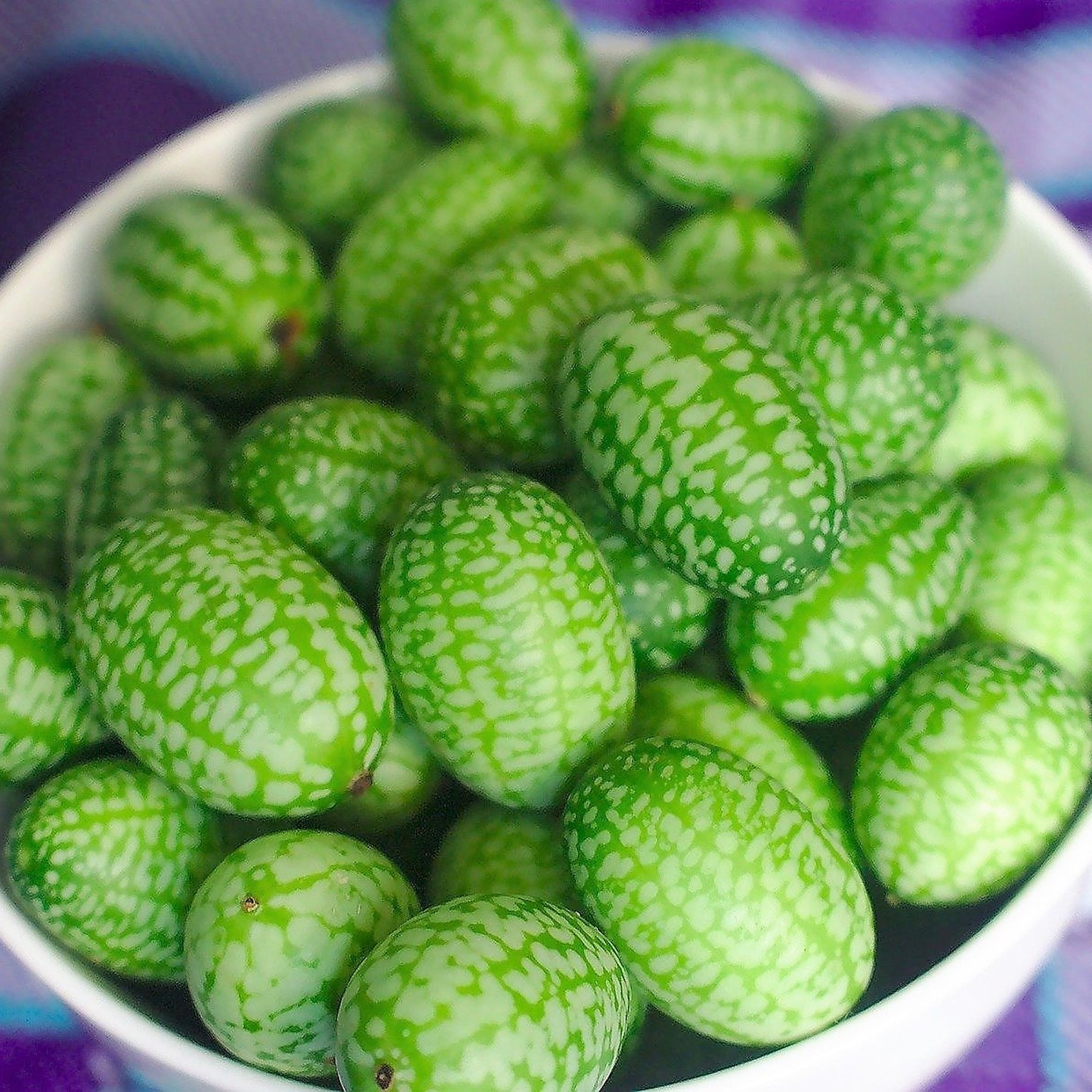 Grow Your Own Cucamelons. Plant Growing Kit