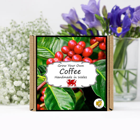 Grow Your Own Coffee. Plant Growing Kit