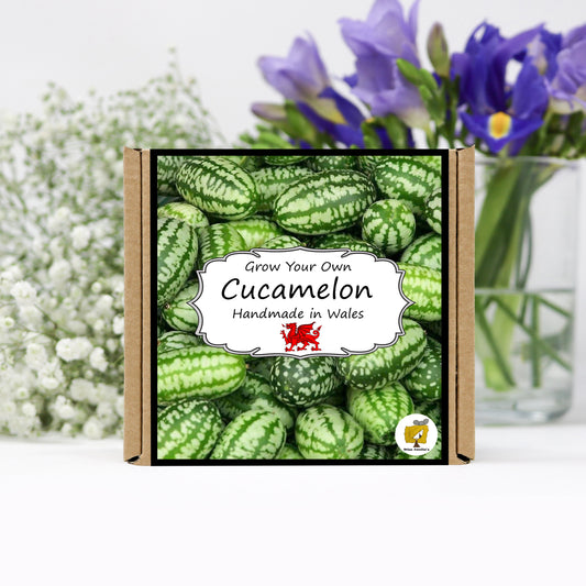 Grow Your Own Cucamelons. Plant Growing Kit