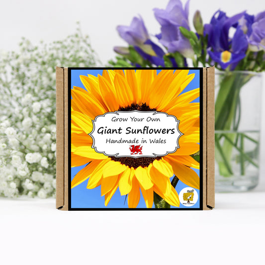 Grow Your Own Giant Sunflower. Plant Growing Kit