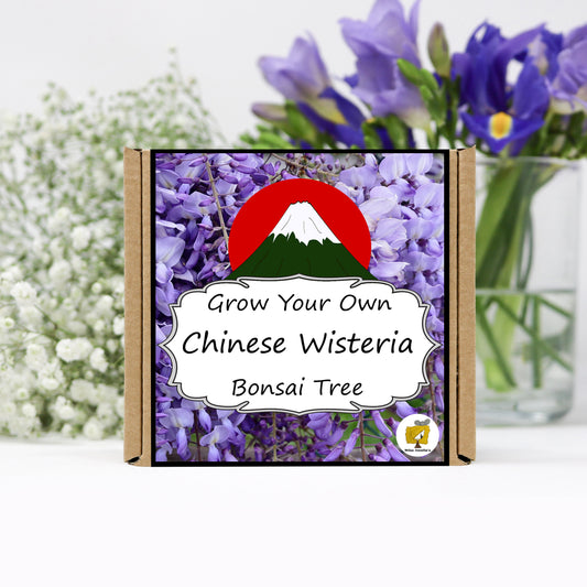 Grow Your Own Wisteria Bonsai Tree Growing Kit