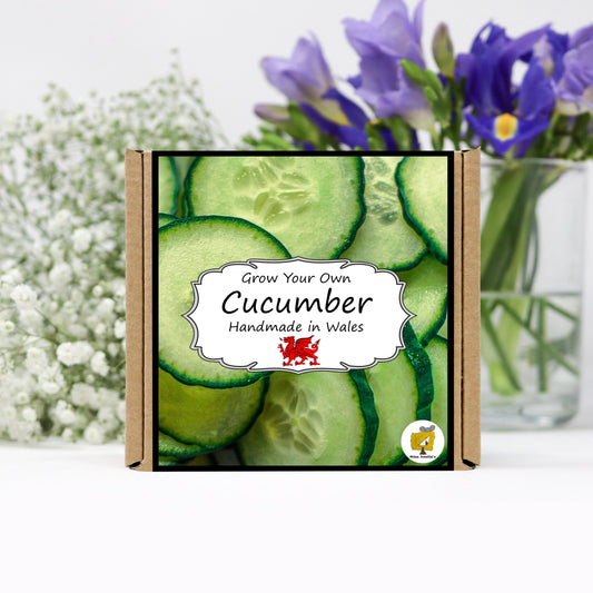 Grow Your Own Salad. Cucumber Growing Kit