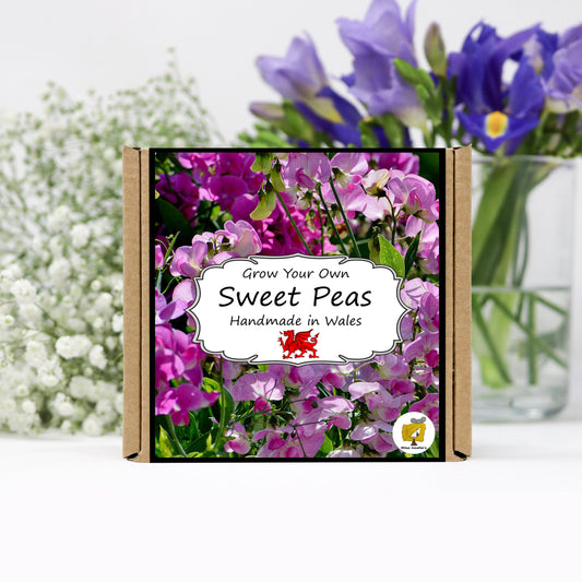 Grow Your Own Sweet Peas. Plant Growing Kit
