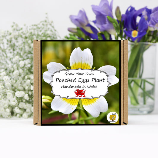 Grow Your Own Poached Egg Plant Growing Kit