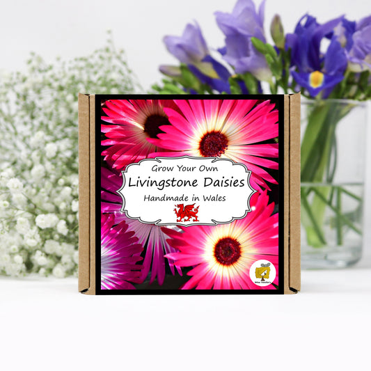 Grow Your Own Livingstone Daisies. Plant Growing Kit