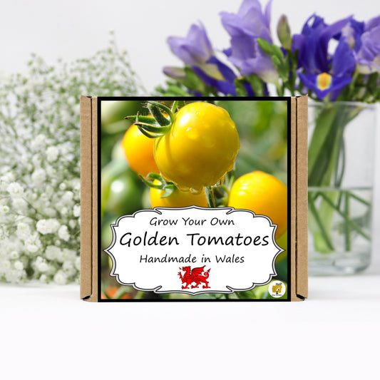 Grow Your Own Yellow Tomatoes. Salad Growing Kit