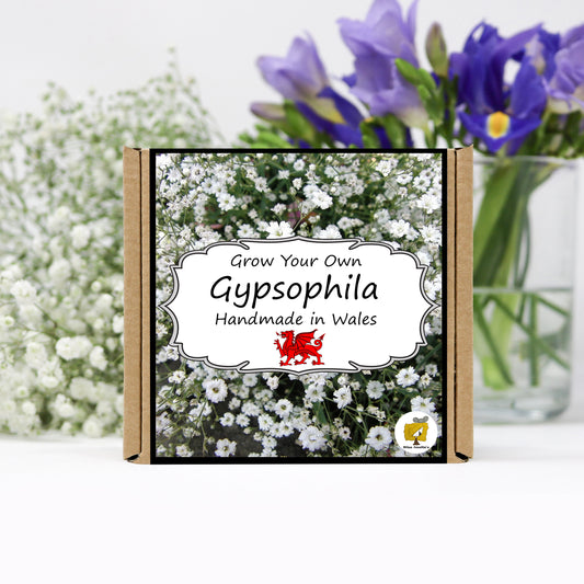 Grow Your Own Gypsophila. Plant Growing Kit