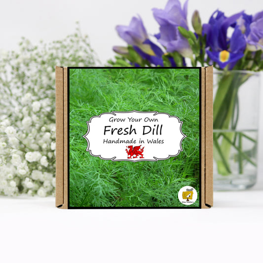 Grow Your Own Herbs. Dill Growing Kit