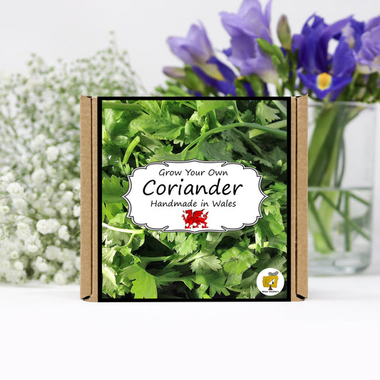 Grow Your Own Herbs. Coriander Growing Kit
