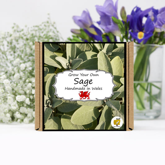 Grow Your Own Herbs. Sage Growing Kit