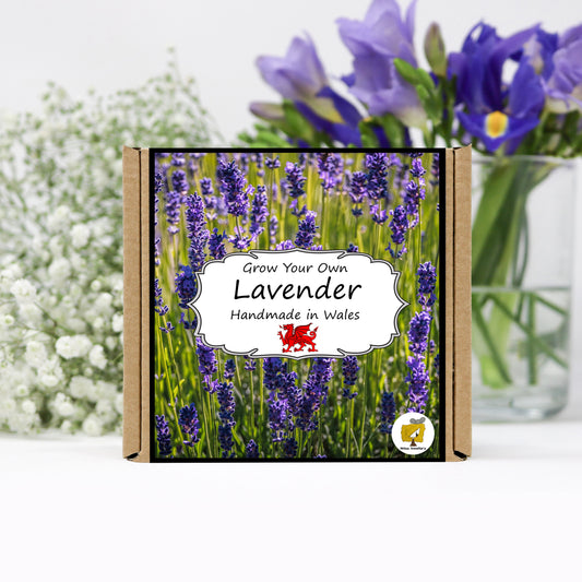 Grow Your Own Lavender. Plant Growing Kit