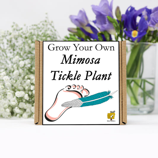 Grow Your Own Mimosa Tickle Plant From Seeds