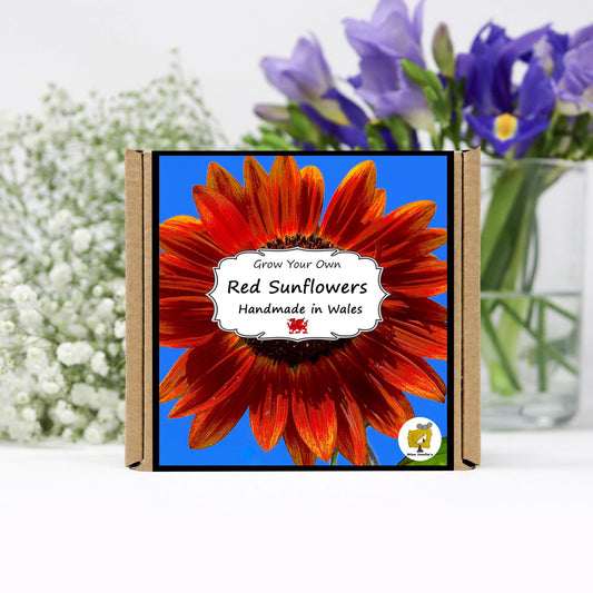 Grow Your Own Red Sunflowers. Plant Growing Kit