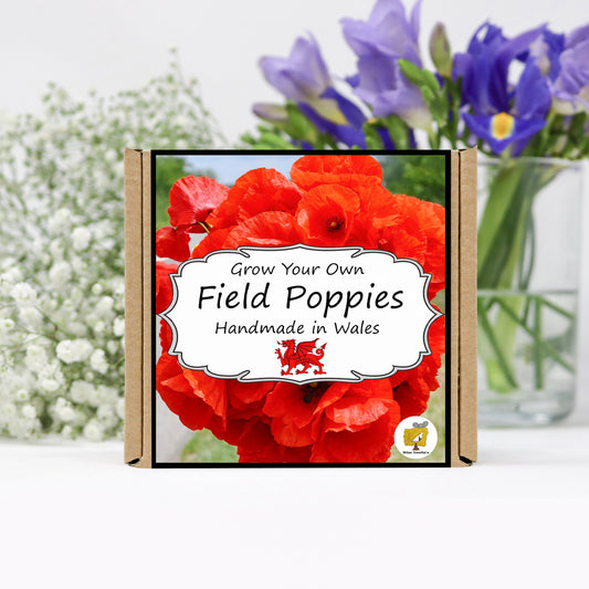 Grow Your Own Remembrance Poppies. Plant Growing Kit