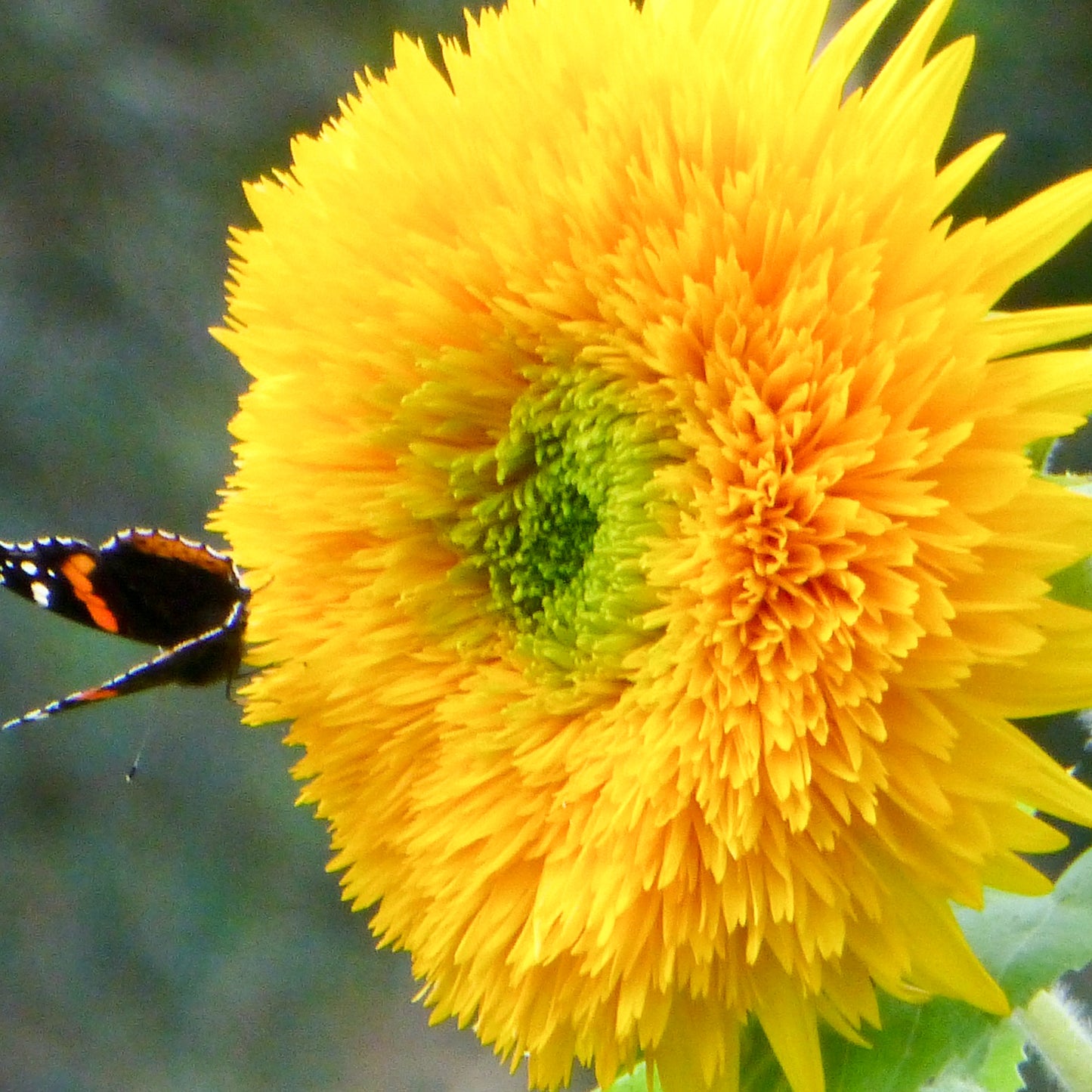 Grow Your Own Teddy Bear Sunflower From Seeds