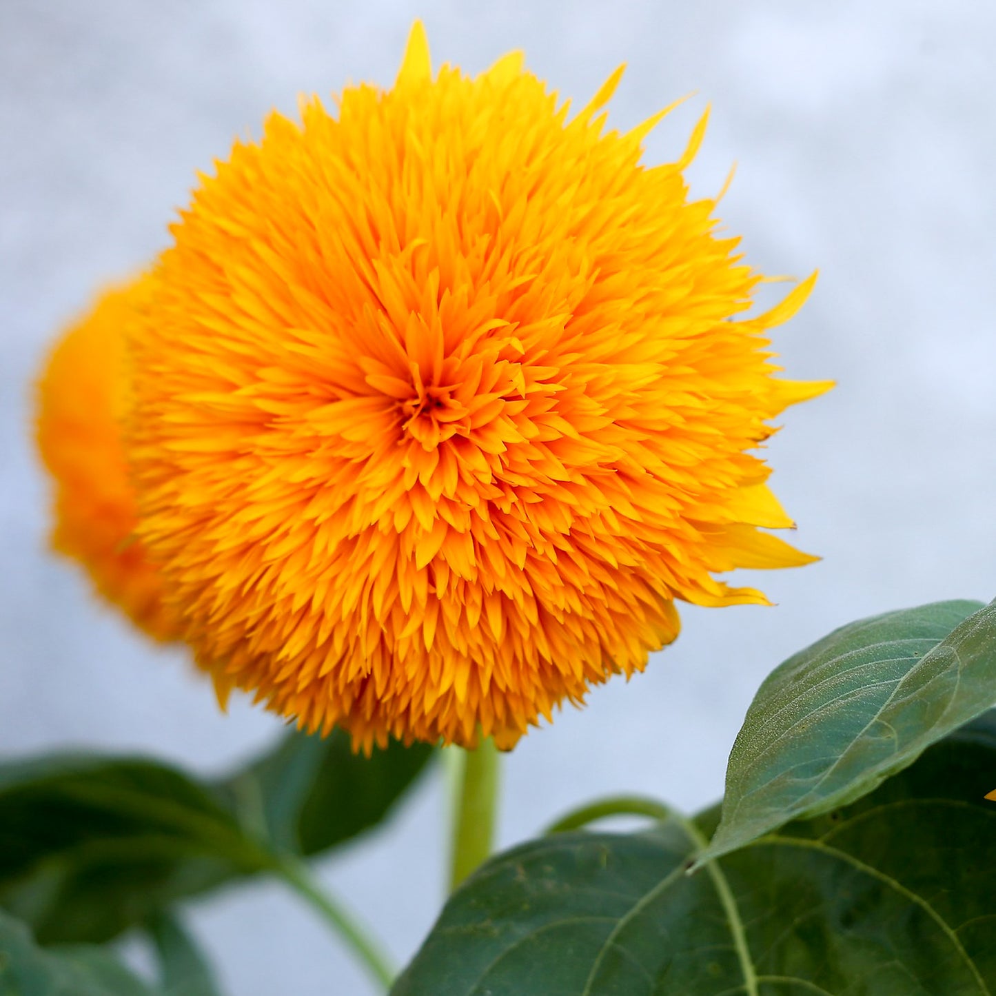 Grow Your Own Teddy Bear Sunflower From Seeds